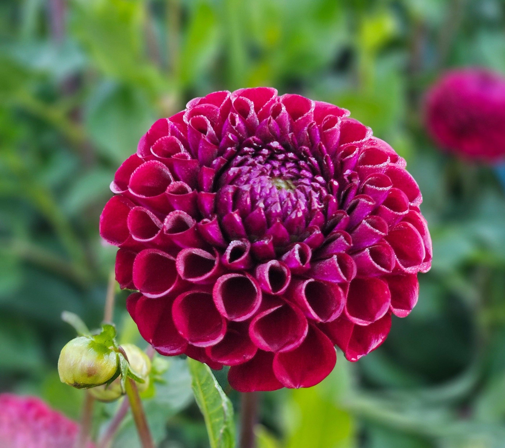 Dahlia Tuber Stoney Hill Farm Dahlia Ivanetti