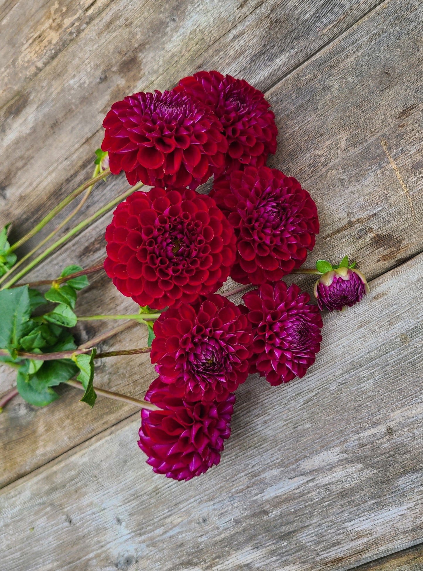 Stoney Hill Farm Dahlia Tuber Dahlia Ivanetti