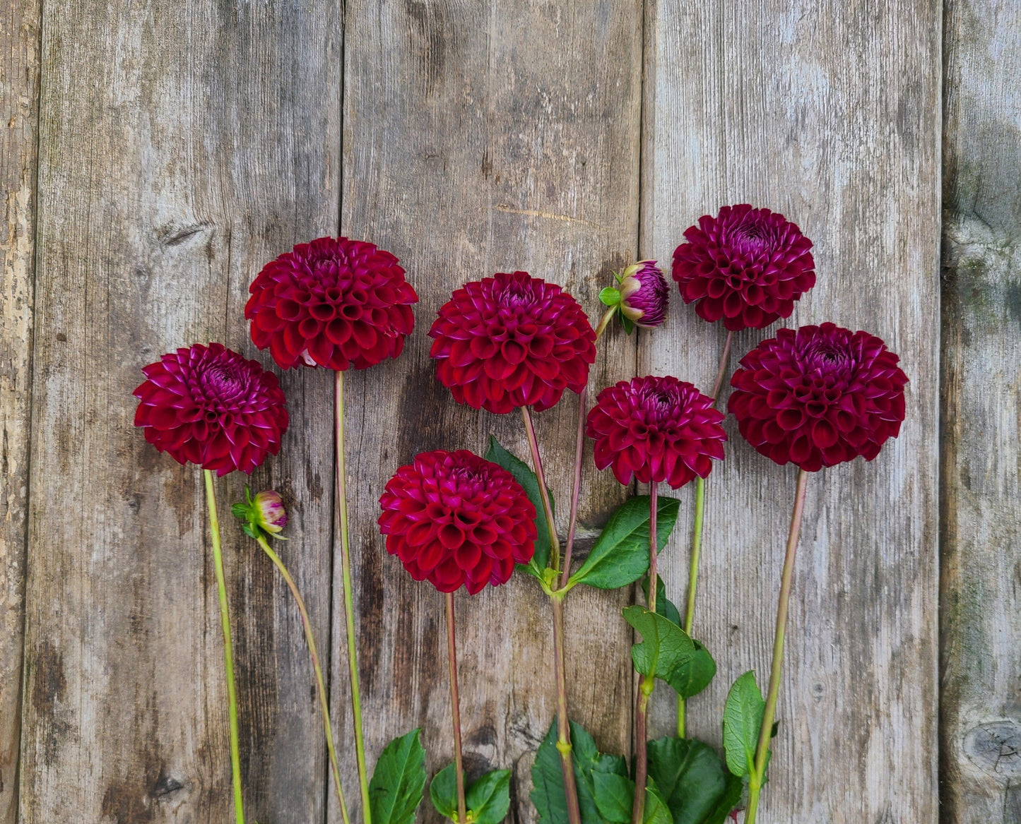 Stoney Hill Farm Dahlia Tuber Dahlia Ivanetti