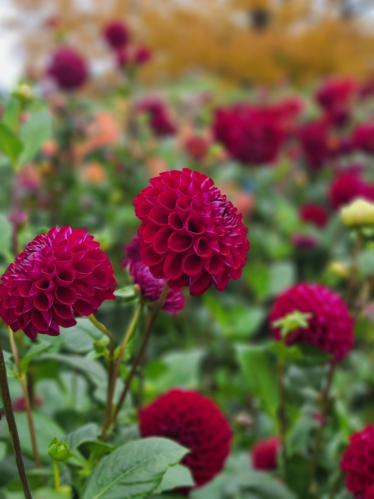 Stoney Hill Farm Dahlia Tuber Dahlia Ivanetti